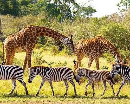 Best of Victoria Falls, Zambia and Botswana