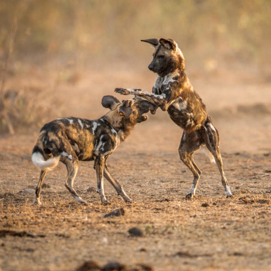 Hwange National Park