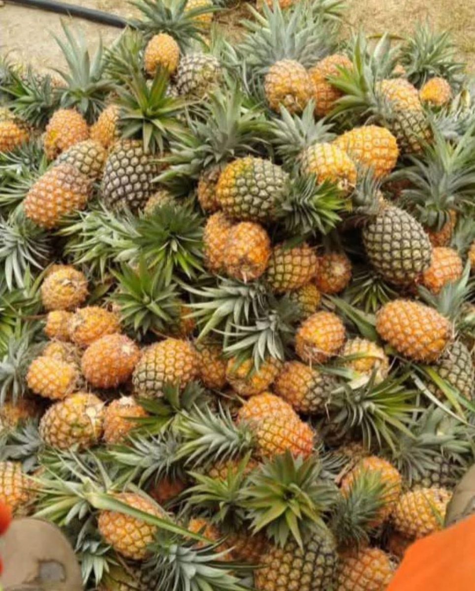 Agropastoral & Foresterie