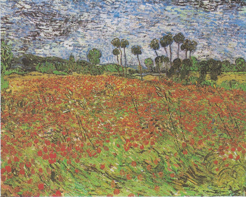 Sunflower Fields