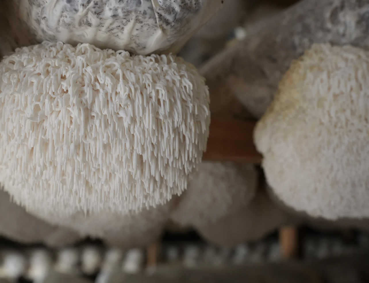 Cordymax Lab Extract