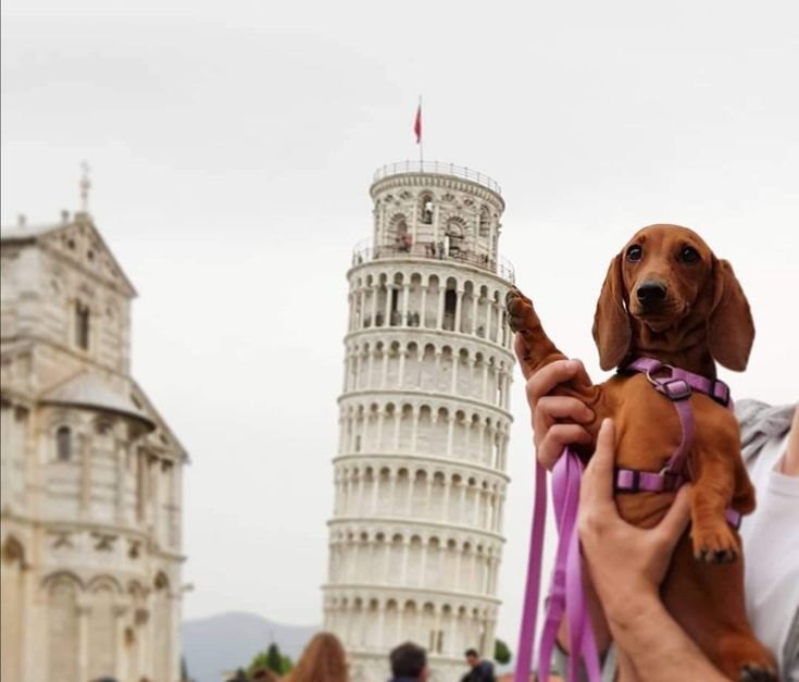 Viajera con su compañero