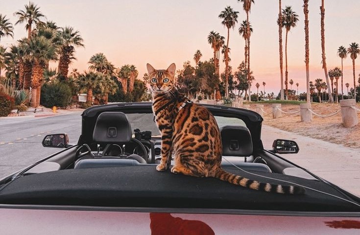 Los 8 destinos más pet-friendly de Europa en 2025