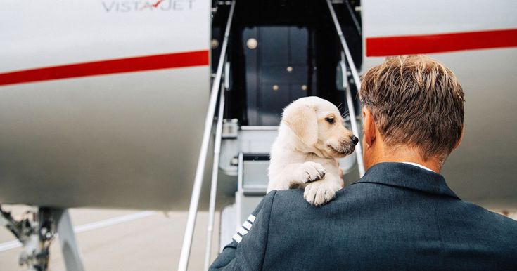 Cómo viajar en avión con tu perro sin estrés: la guía definitiva