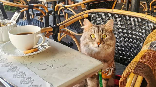 Los 15 mejores restaurantes con terraza dog-friendly en Madrid