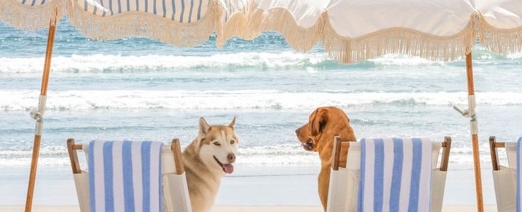 Playas 100% dog-friendly en España: guía actualizada 2025