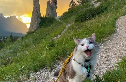 Alta Ruta Pirenaica — Privada