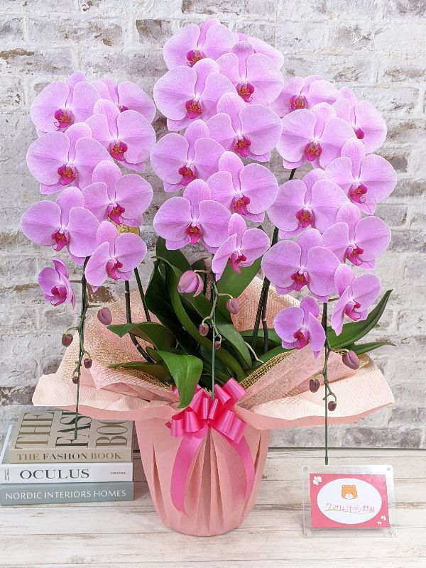 姫葵(ヒメアオイ)大輪 3本立