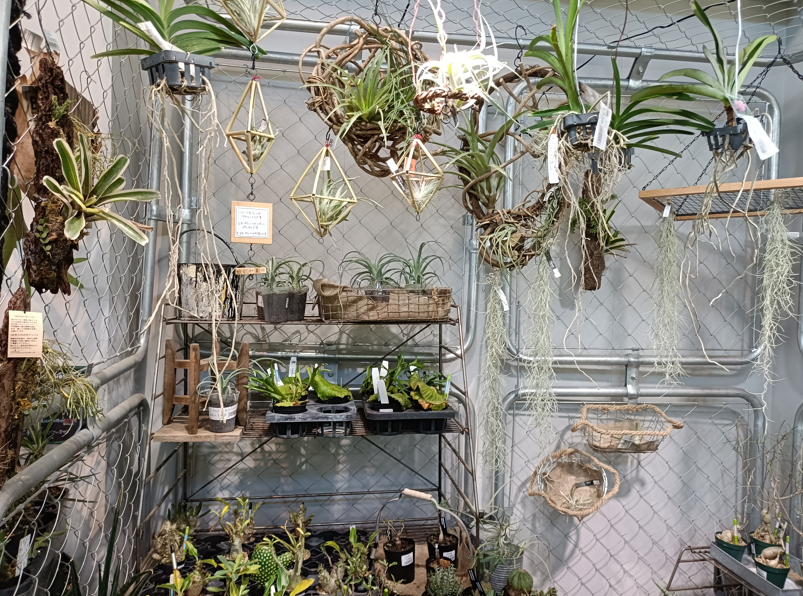 🌿 花屋めぐりシリーズ【第2弾】The Naturalist に行ってきた