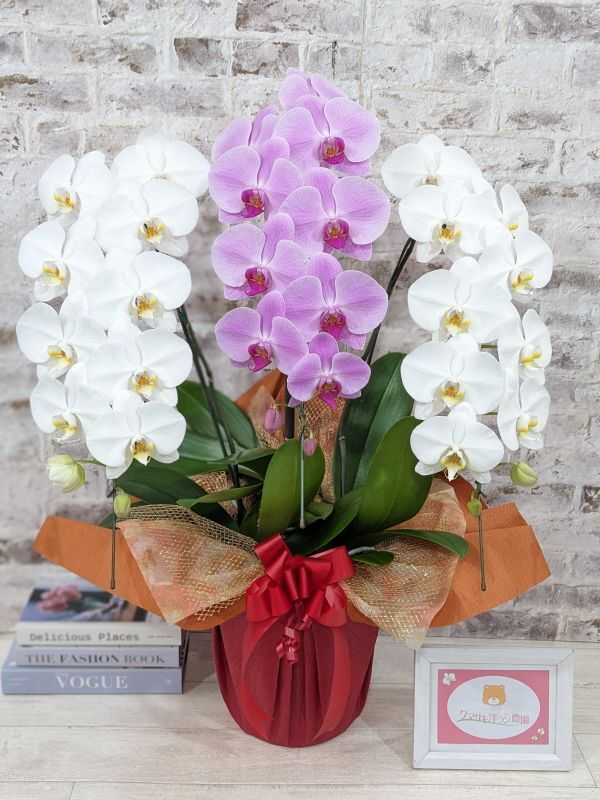 紅白胡蝶蘭 3本立て