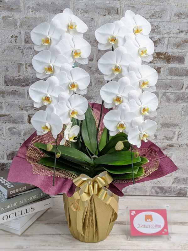 鳴滝清流胡蝶蘭 2本立て