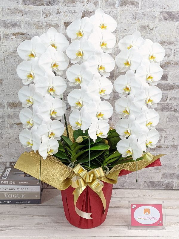 鳴滝清流胡蝶蘭 3本立て