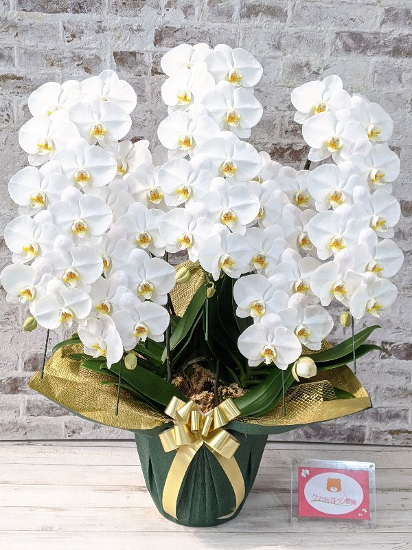 鳴滝清流胡蝶蘭 5本立て