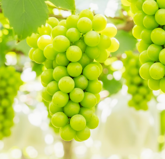 シャインマスカット