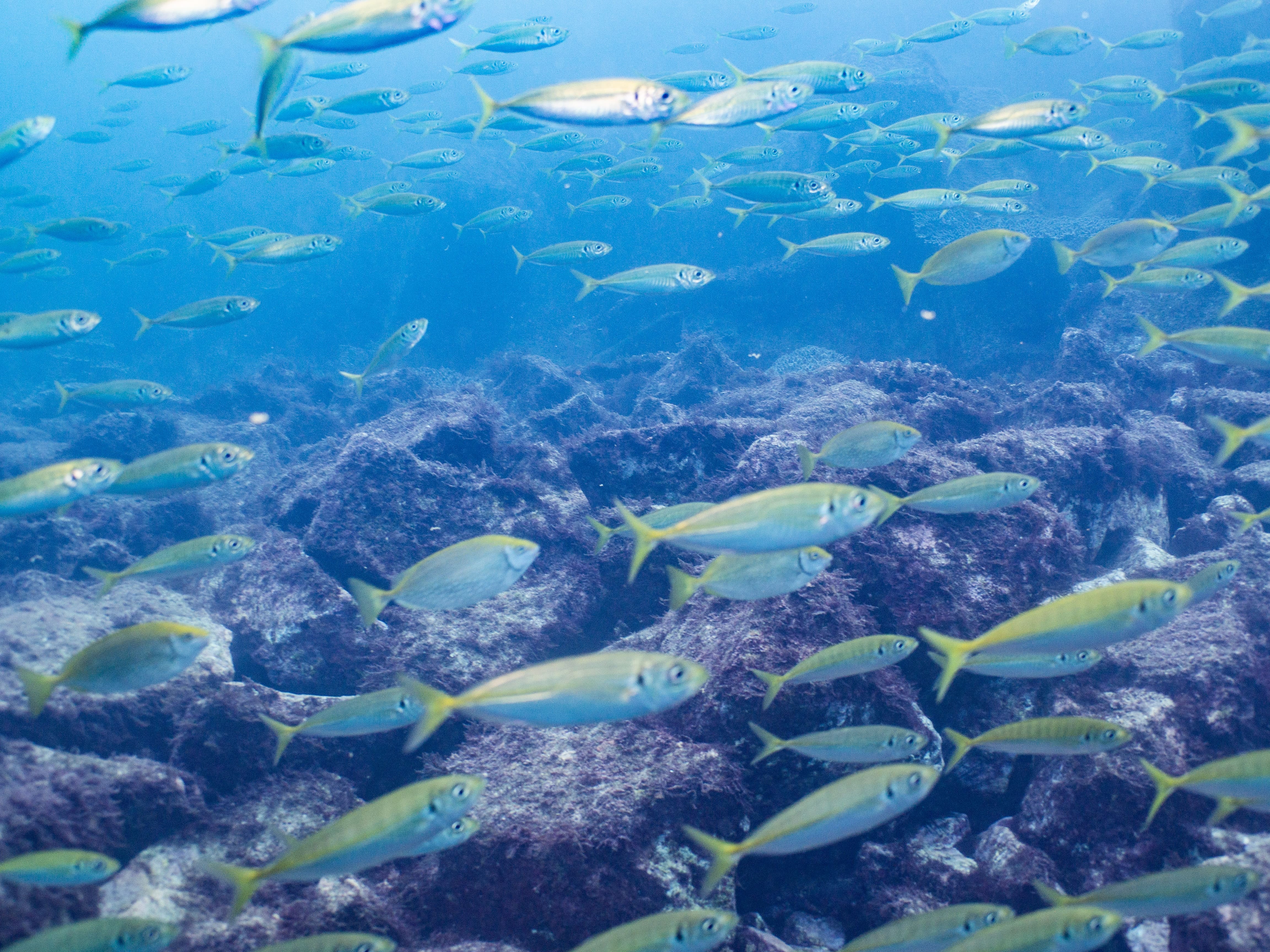 ファンダイビング