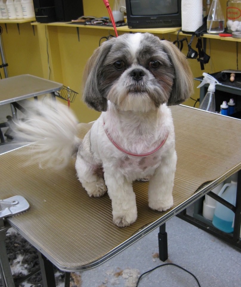Yorkshire Terrier with flowing show coat at Dog Grooming on Wilson Yorkshire Terrier with flowing show coat at Dog Grooming on Wilson