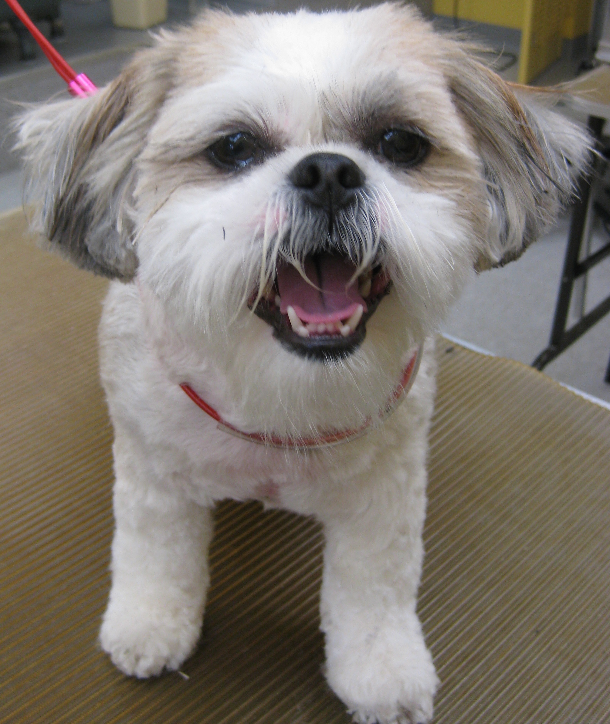 Gentle, expert dog care at Dog Grooming on Wilson — Ancaster, Ontario Gentle hands cradling a relaxed dog at Dog Grooming on Wilson in Ancaster