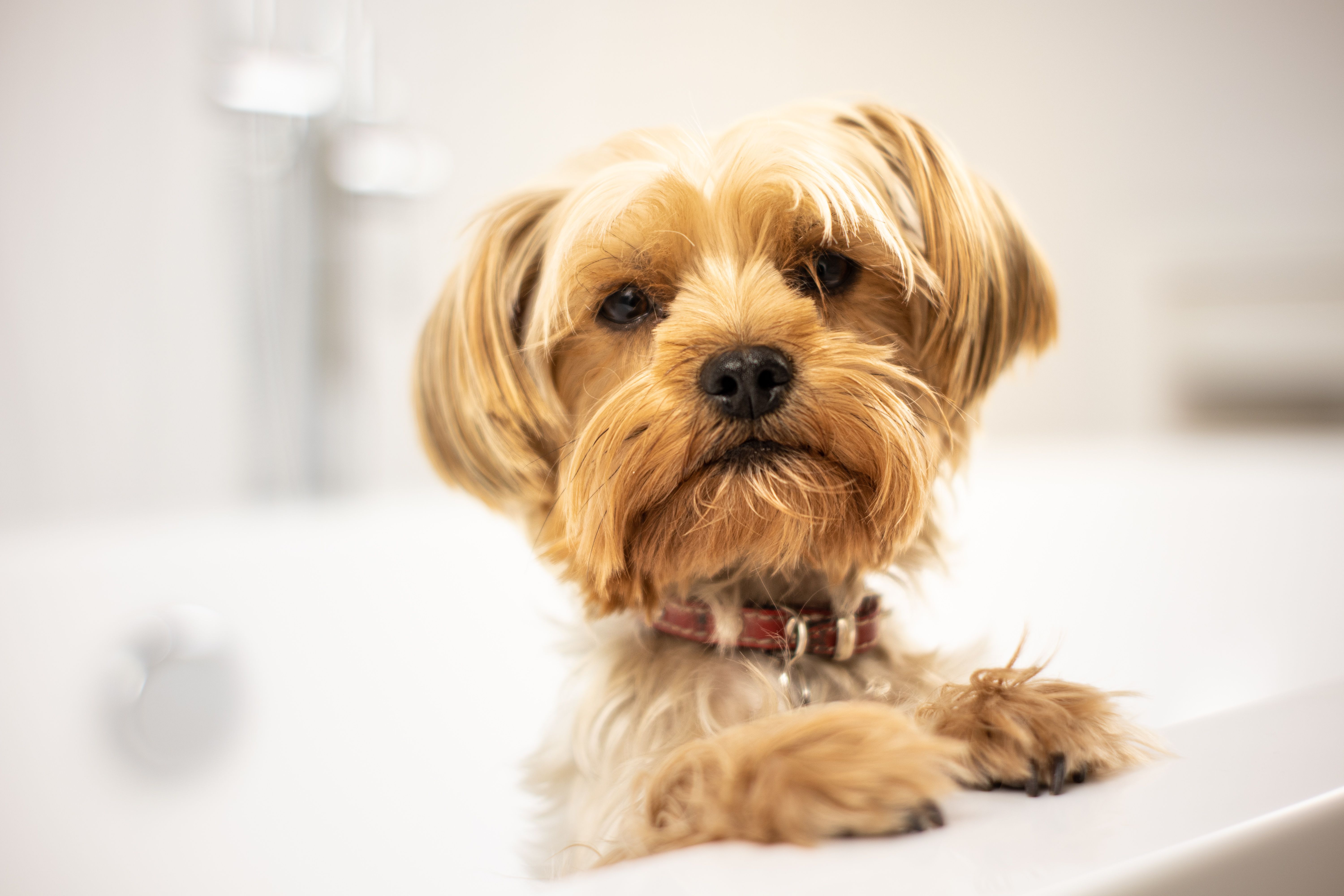 BATH dog grooming service at Dog Grooming on Wilson BATH — Dog grooming service at Dog Grooming on Wilson, Ancaster