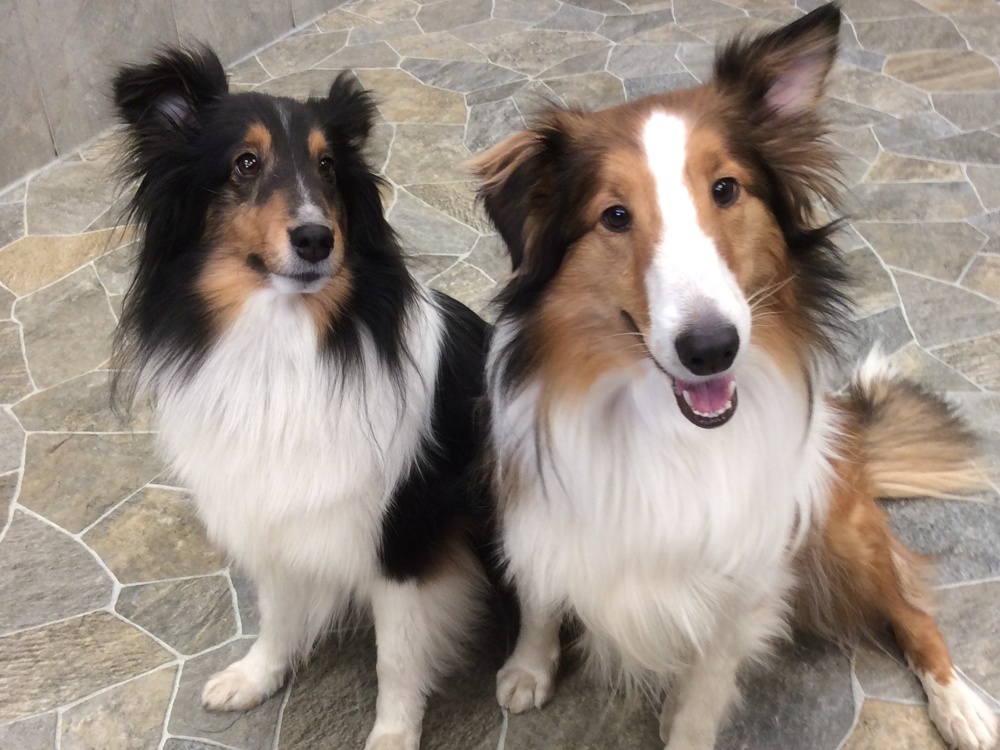 DESHED dog grooming service at Dog Grooming on Wilson DESHED — Dog grooming service at Dog Grooming on Wilson, Ancaster