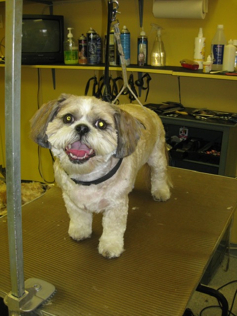 Expertly groomed fluffy dog at Dog Grooming on Wilson, Ancaster Expertly groomed fluffy dog at Dog Grooming on Wilson, Ancaster