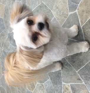 Happy long-coated dog after professional grooming at Dog Grooming on Wilson, Ancaster Happy long-coated dog after professional grooming at Dog Grooming on Wilson, Ancaster