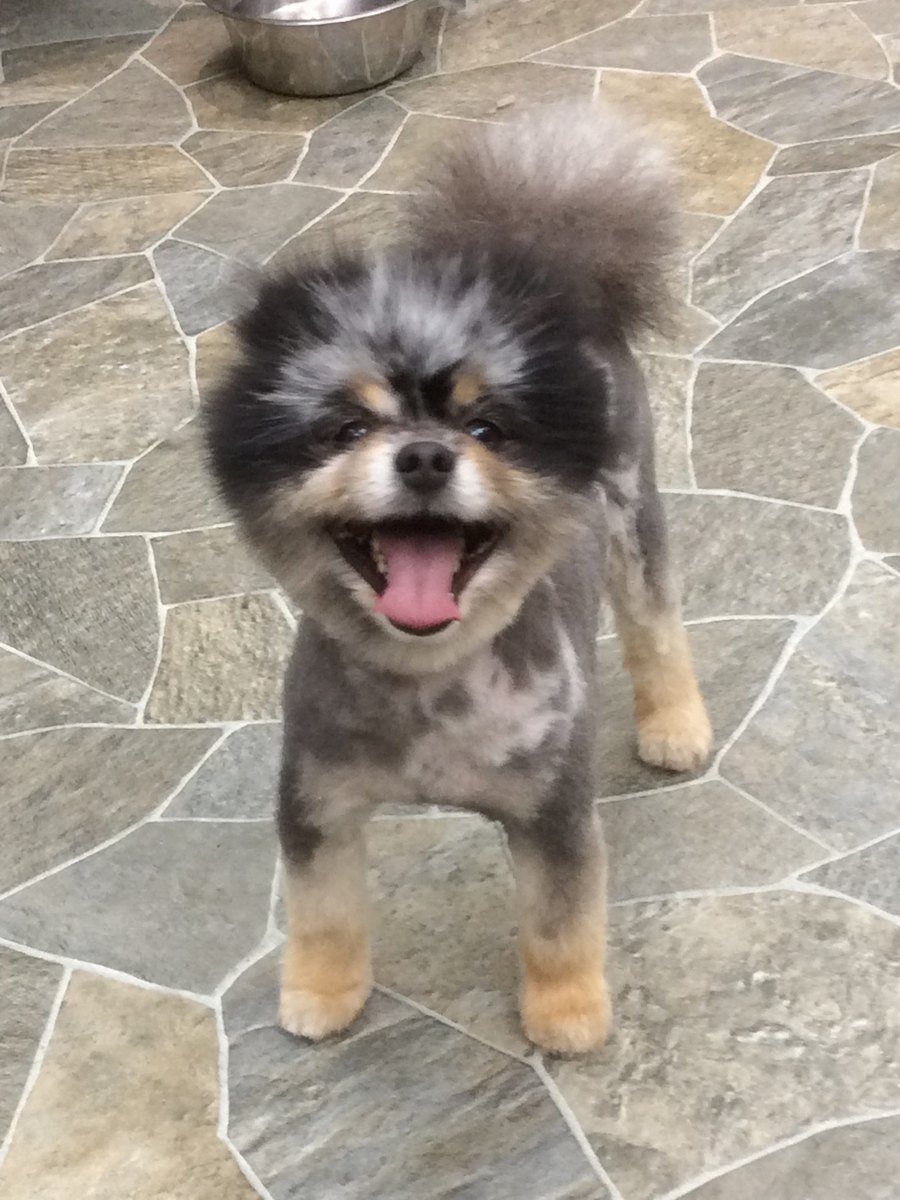 Maltese with flowing silky coat at Dog Grooming on Wilson, Ancaster Maltese with flowing silky coat at Dog Grooming on Wilson, Ancaster