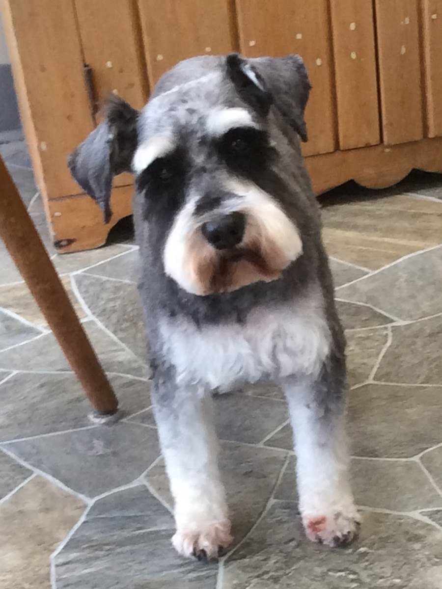 Shih Tzu with flowing coat styled at Dog Grooming on Wilson, Ancaster Shih Tzu with flowing coat styled at Dog Grooming on Wilson, Ancaster