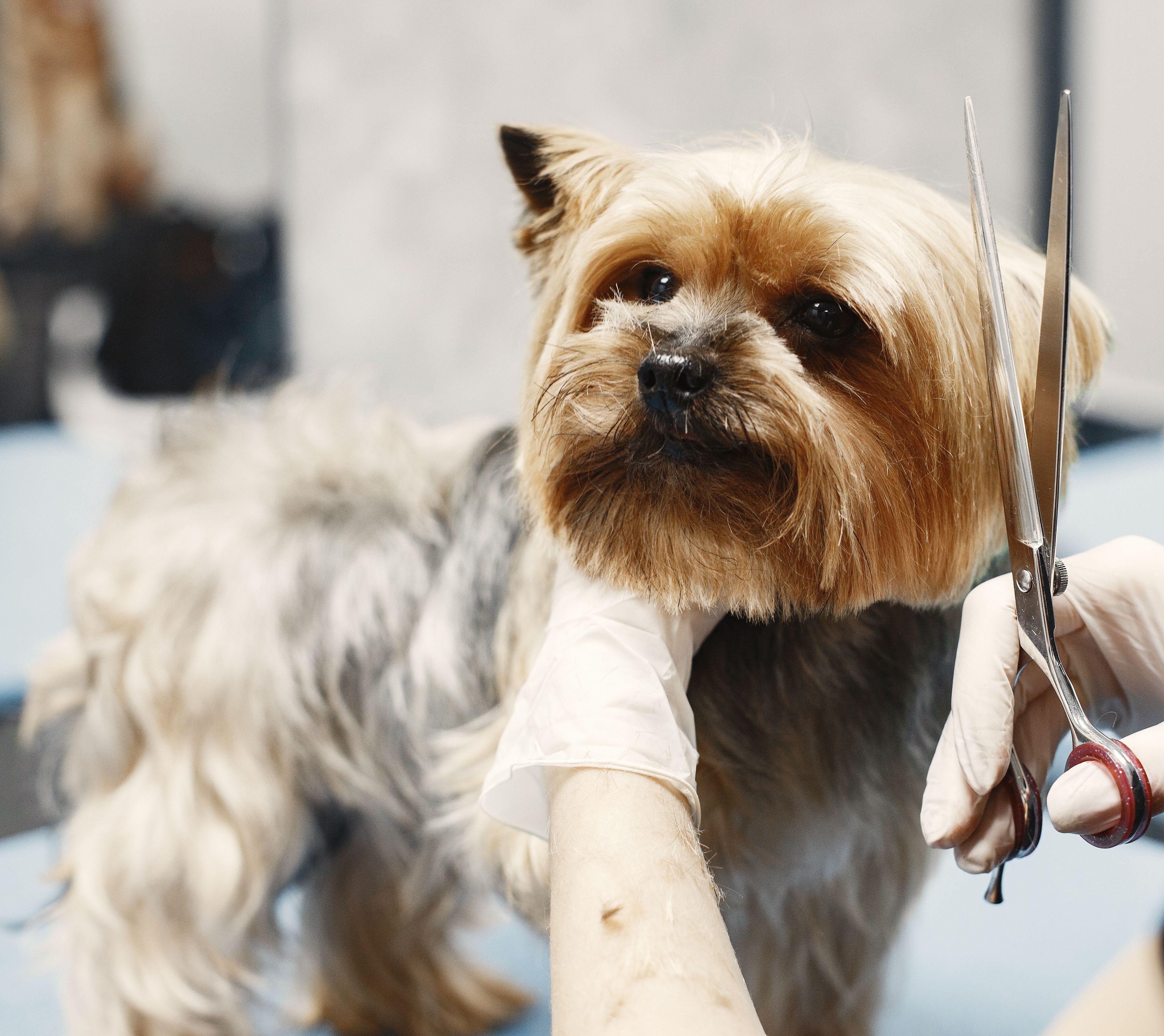 FULL GROOM dog grooming service at Dog Grooming on Wilson FULL GROOM — Dog grooming service at Dog Grooming on Wilson, Ancaster