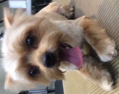 Why choose Dog Grooming on Wilson — Ancaster's trusted dog groomer A relaxed, pampered dog at Dog Grooming on Wilson in Ancaster, Ontario