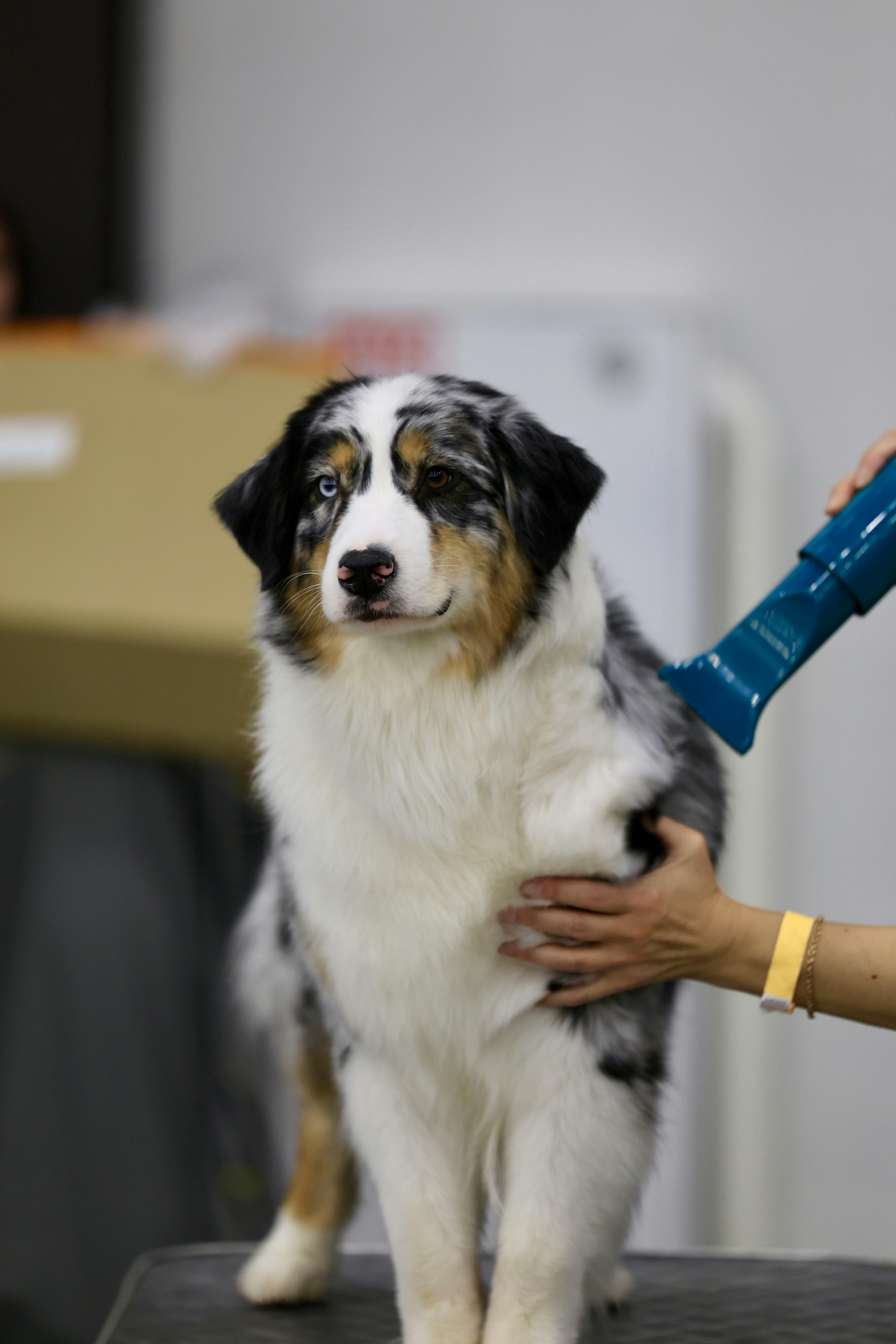 DESHED dog grooming service at Dog Grooming on Wilson DESHED — Dog grooming service at Dog Grooming on Wilson, Ancaster