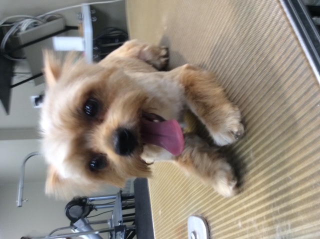 Pomeranian with teddy bear cut at Dog Grooming on Wilson, Ancaster Pomeranian with teddy bear cut at Dog Grooming on Wilson, Ancaster