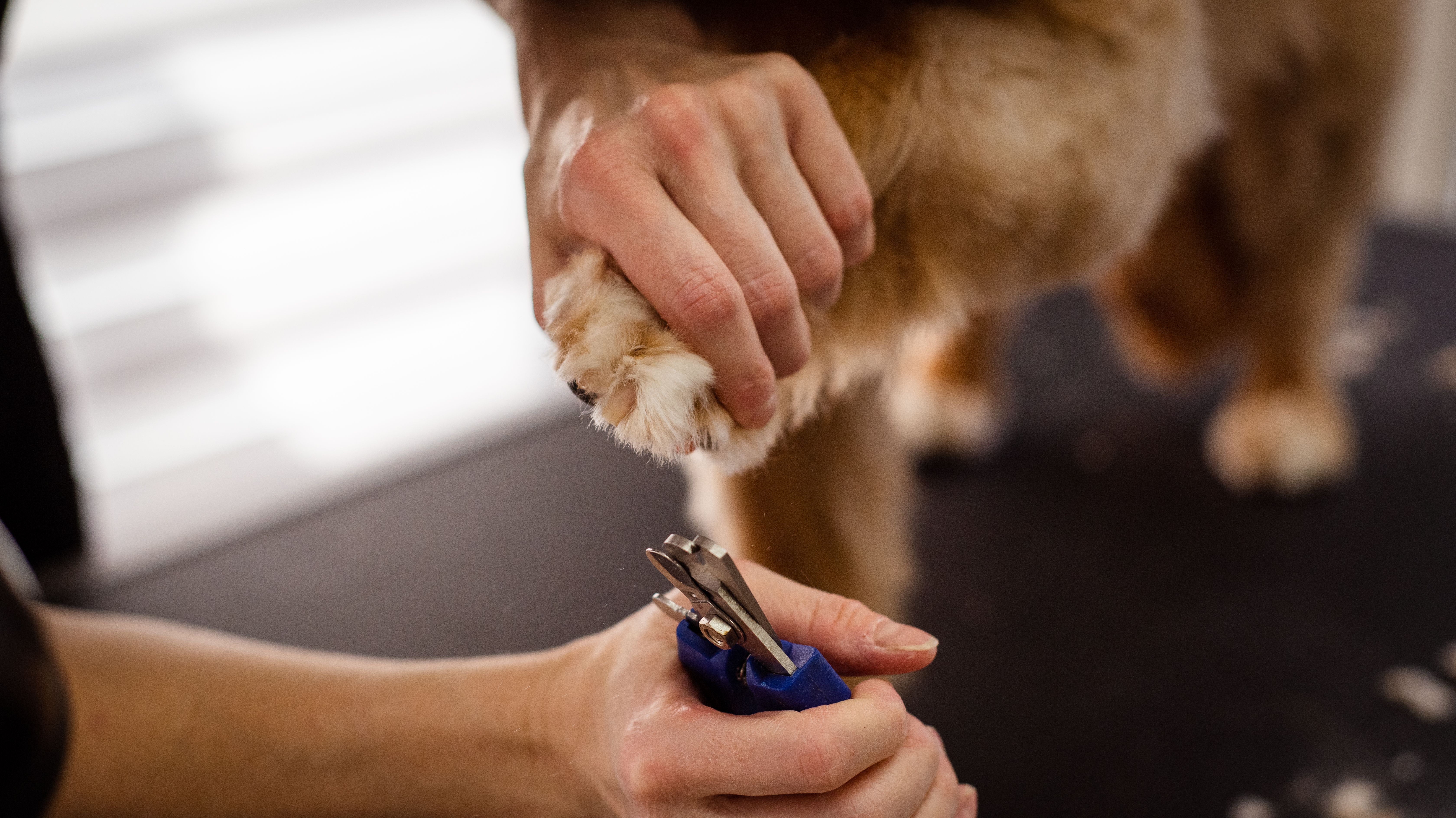 TIDY UP dog grooming service at Dog Grooming on Wilson TIDY UP — Dog grooming service at Dog Grooming on Wilson, Ancaster