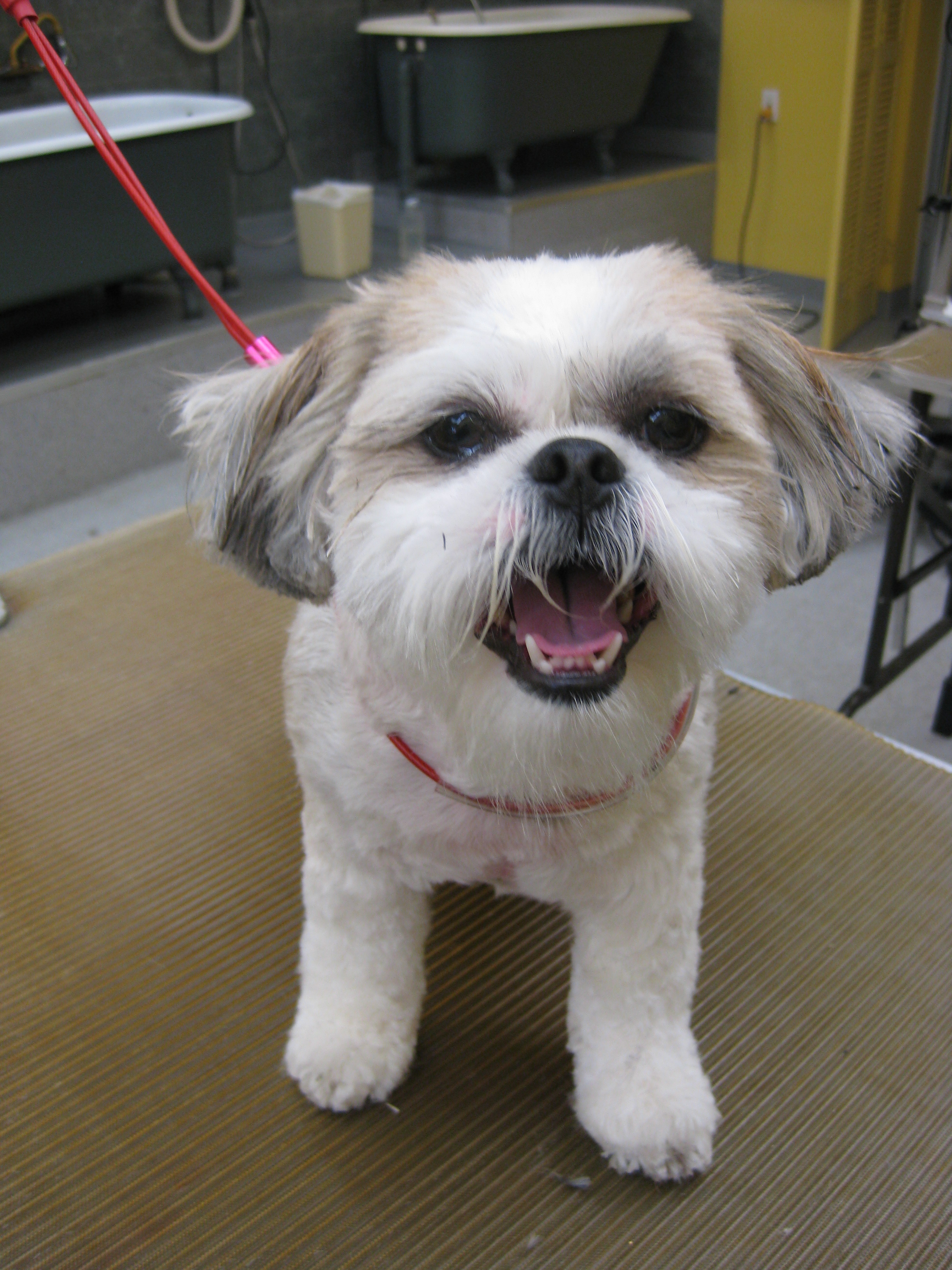 FULL GROOM dog grooming service at Dog Grooming on Wilson FULL GROOM — Dog grooming service at Dog Grooming on Wilson, Ancaster