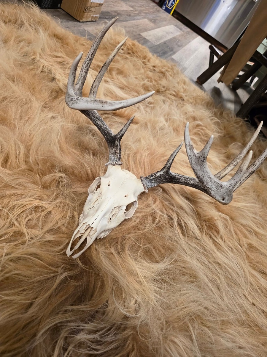 Professional Skull Cleaning