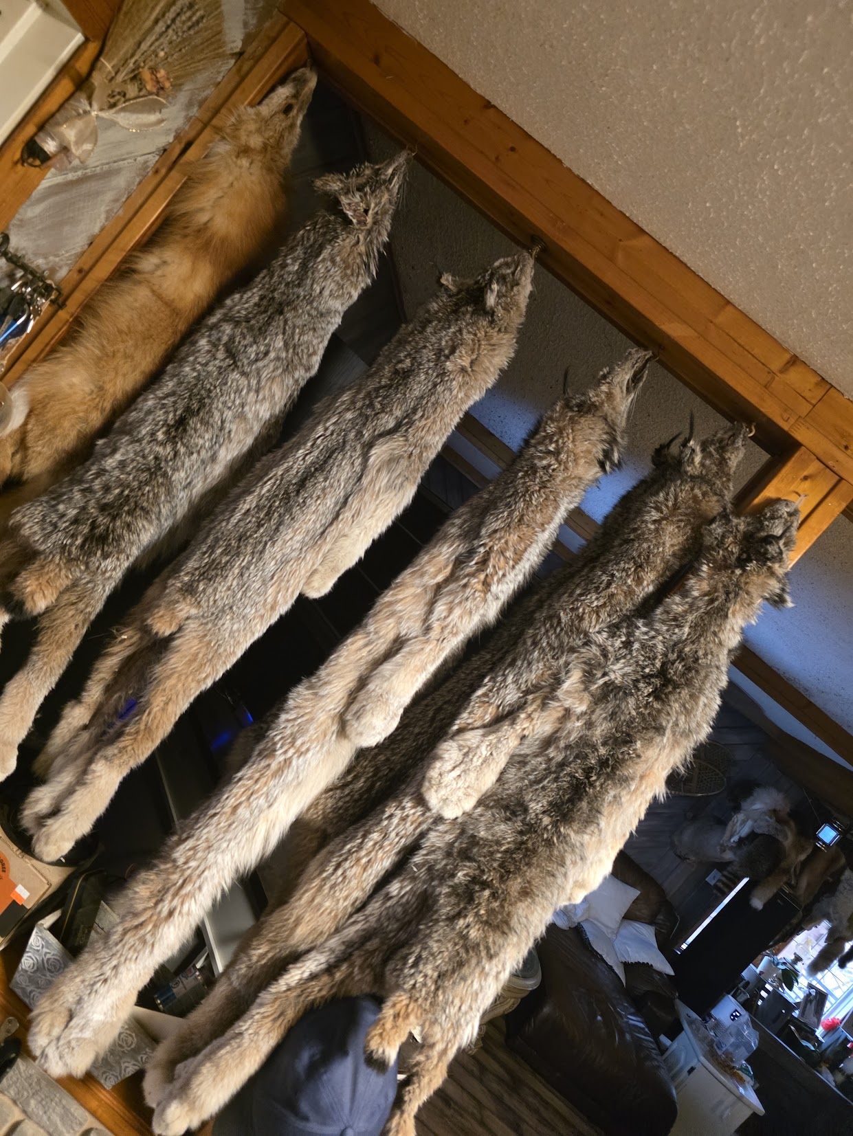 The Fur Shed Workshop