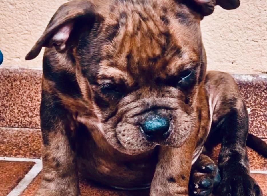 Proteínas de Alta Calidad: ¿Por Qué Son Importantes?