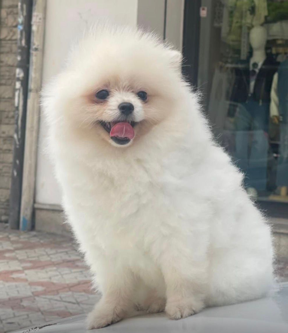 Cuidado del Pelaje: Nutrición desde Adentro