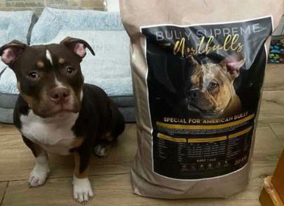 Alimentación por Etapas: Cachorro a Adulto