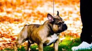 Desarrollo Muscular en Perros: Claves del Éxito