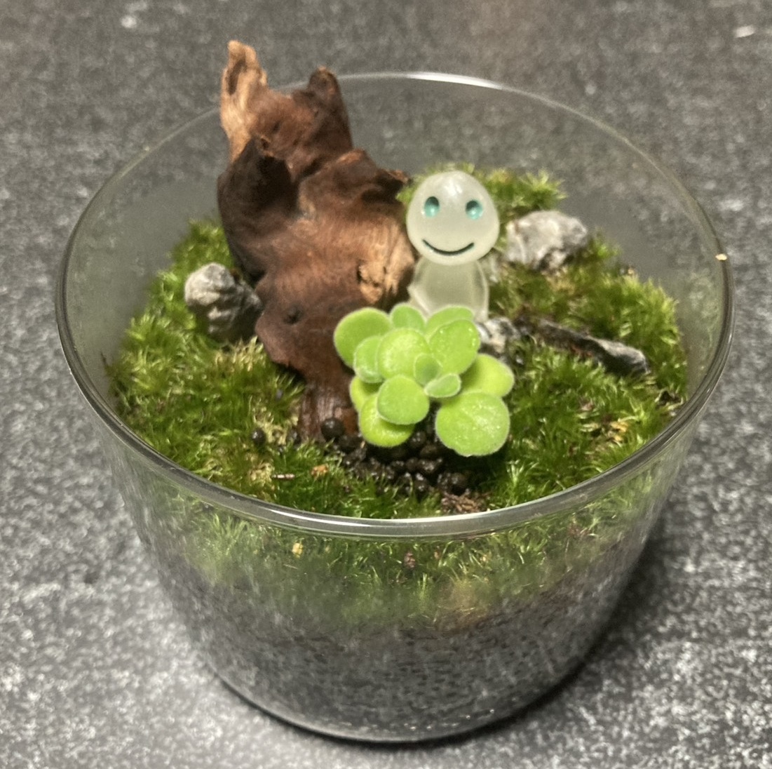 苔テラリウム制作