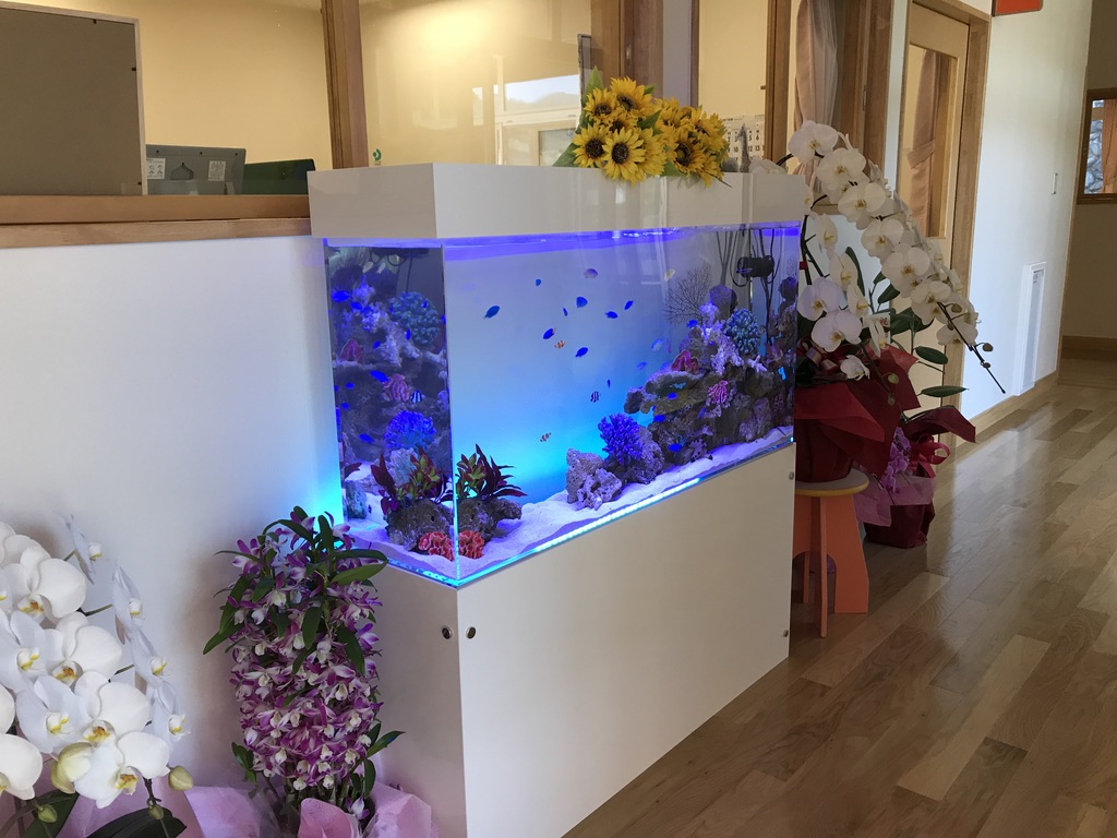 モデルルームの淡水アクアリウム