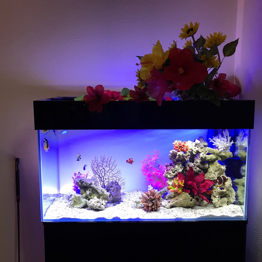 店舗のアクアリウム