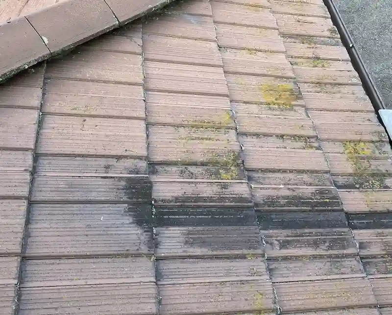 カビやコケ、藻が生えている