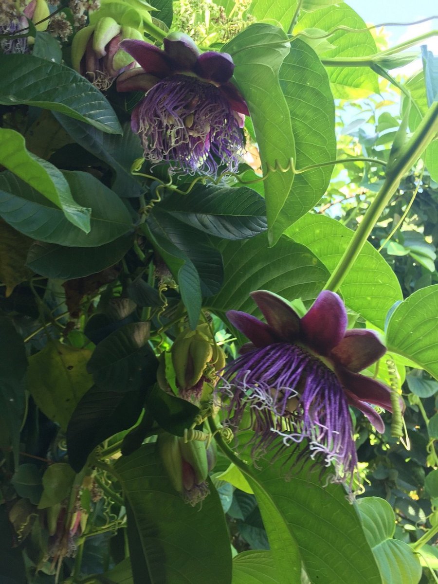 Des couleurs vivante