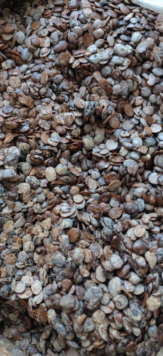 Locust Beans (Iru/Dawadawa) - authentic Nigerian food export