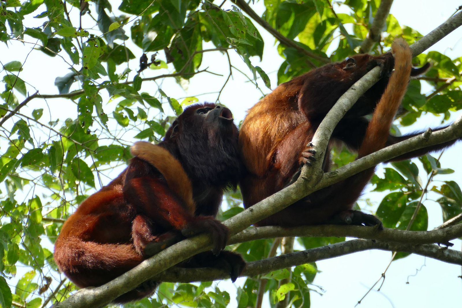 Fauna y Flora del Parque Tayrona: Qué Animales y Plantas Puedes Ver