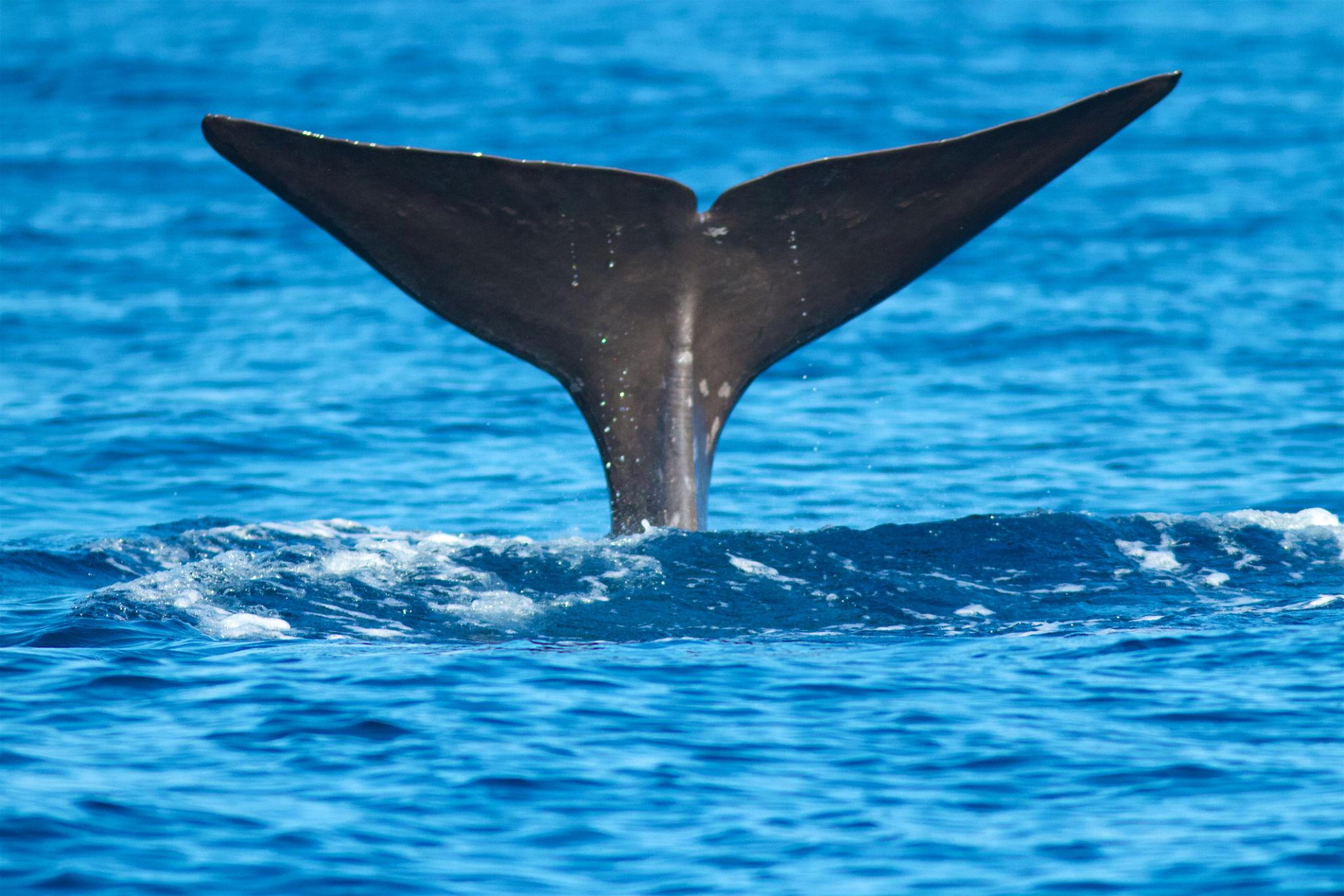 Azores Whale Festival