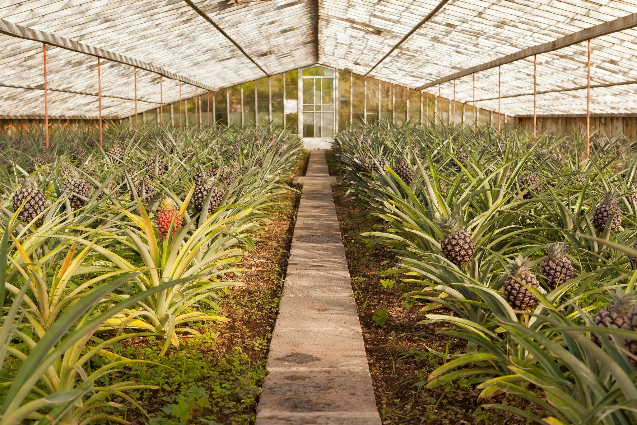 Azorean Pineapple Plantations