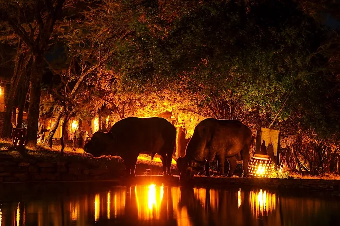 Serengeti Serena Safari Lodge