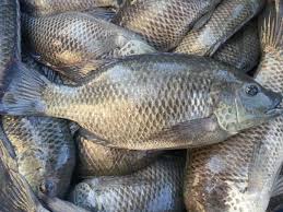 Tilapia